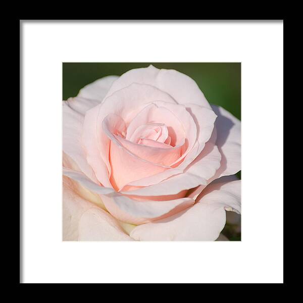 Rose Framed Print featuring the photograph Pink Promise by Nancy Edwards