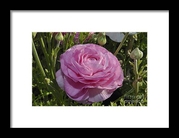 Pink Framed Print featuring the photograph Pink Ranunculus by Bridgette Gomes