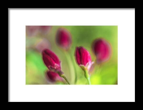 Color Framed Print featuring the photograph Pink red buds by Arkady Kunysz