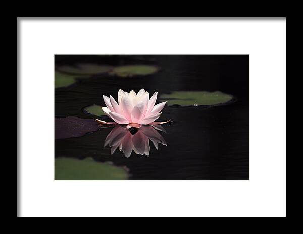 Pink Water Lily Photo Framed Print featuring the photograph Pink Reflection by Katherine White