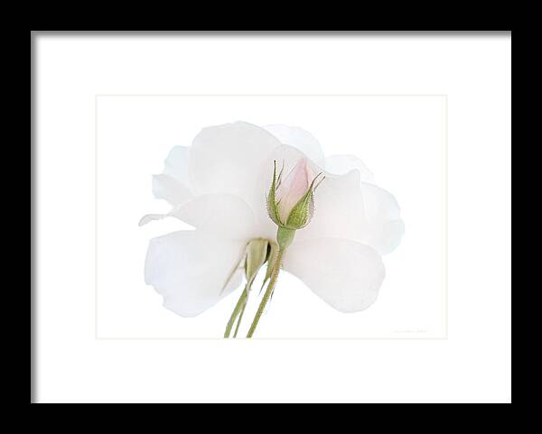 Rose Framed Print featuring the photograph Pink Rose Bud turns to White Rose Flower by Jennie Marie Schell