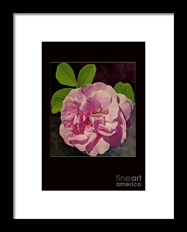 Pink Framed Print featuring the photograph Pink Rose Card by Dawn Gari