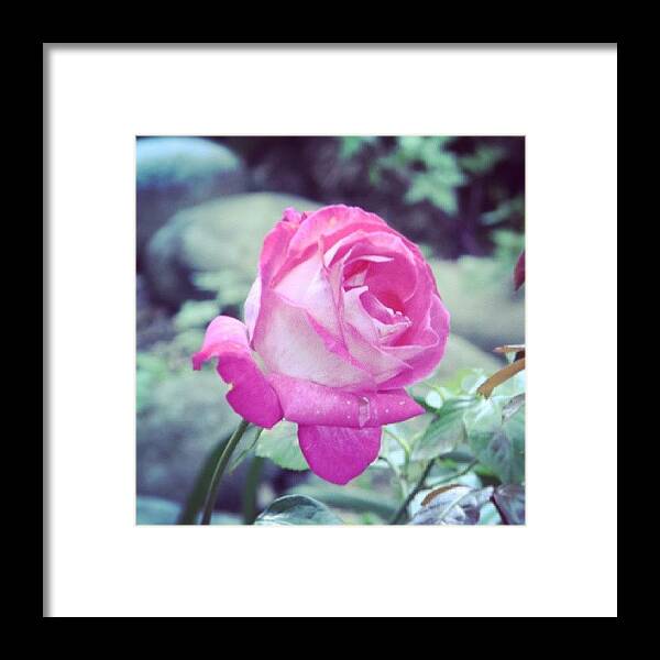 Floral Framed Print featuring the photograph Pink rose by Jose Barbosa