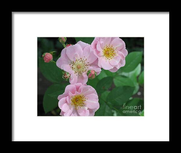 Knockout Roses Framed Print featuring the photograph Pink roses by HEVi FineArt