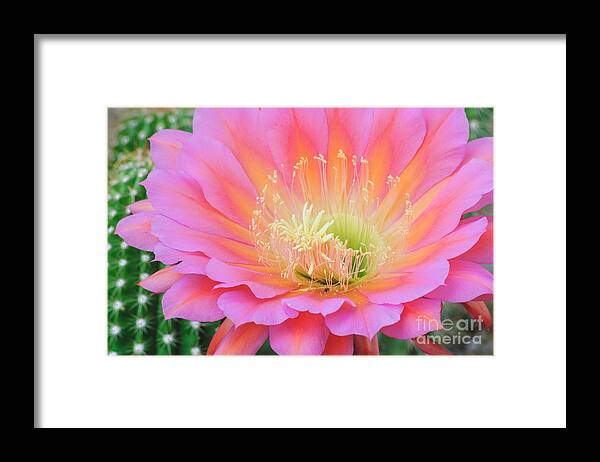 Cactus Bloom Framed Print featuring the photograph Pink Saucer by Tamara Becker