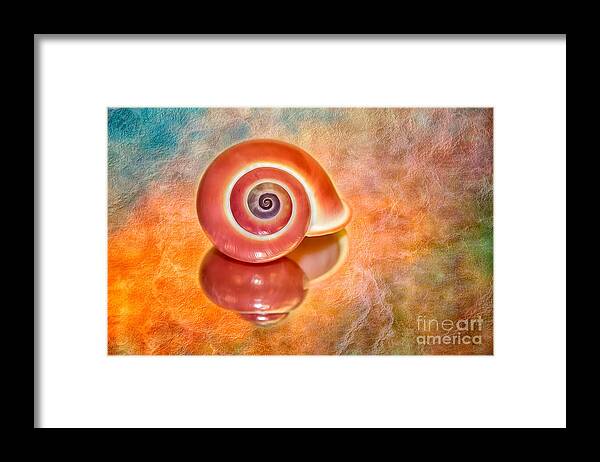 Shell Framed Print featuring the photograph Pink Shell and Texture by Mimi Ditchie
