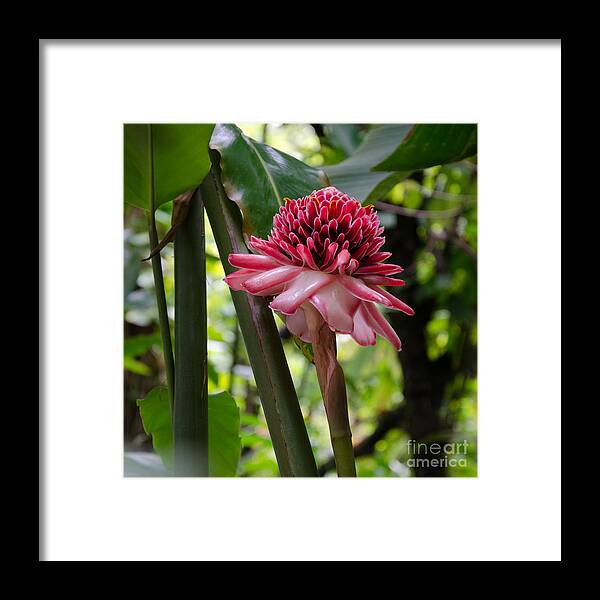 Pink Framed Print featuring the photograph Pink Torch Ginger by Laurel Best
