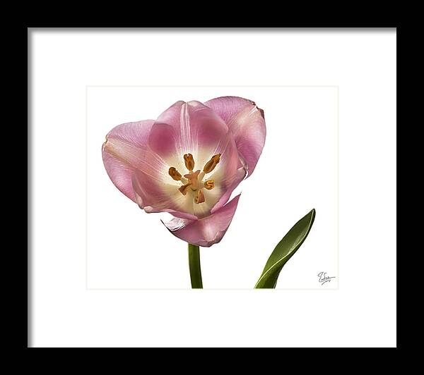 Flower Framed Print featuring the photograph Pink Tulip 1 by Endre Balogh