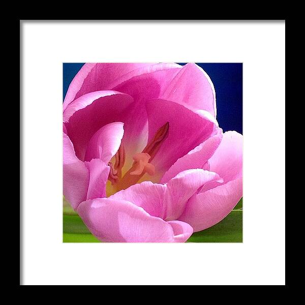 Pink Framed Print featuring the photograph Pink tulip by Anastasia Goryacheva
