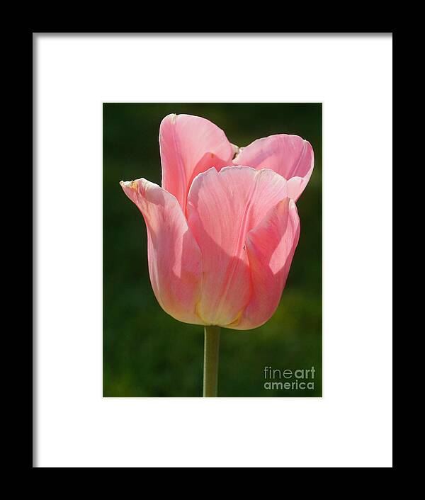 Nature Framed Print featuring the photograph Pink Tulip Calyx 1 by Rudi Prott