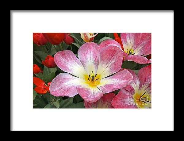 Pink Tulip Framed Print featuring the photograph Pink tulip by Jim Gillen