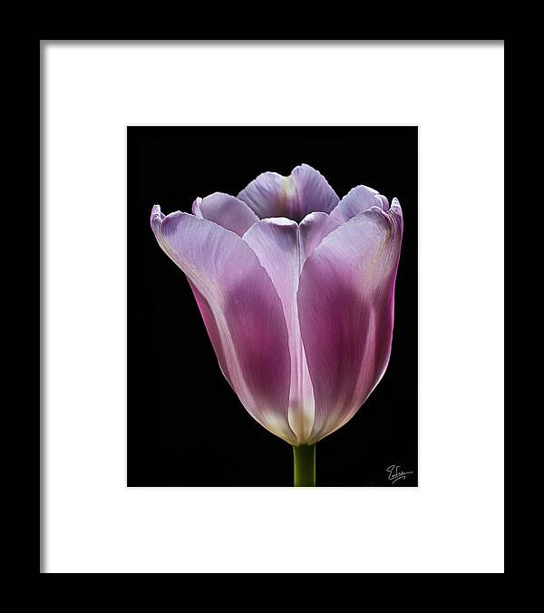 Flower Framed Print featuring the photograph Pink Tulip by Endre Balogh