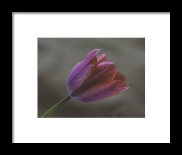 Pink Tulip Framed Print featuring the photograph Pink Tulip by Ron Roberts