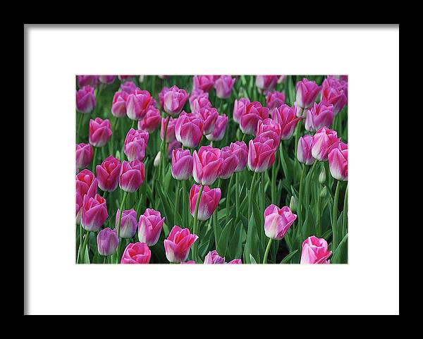 Pink Tulips Framed Print featuring the photograph Pink Tulips 2 by Allen Beatty