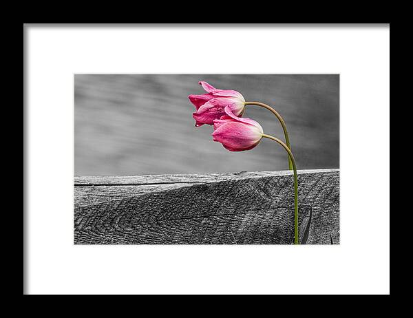 Tulips Framed Print featuring the photograph Pink Tulips by Cathy Kovarik