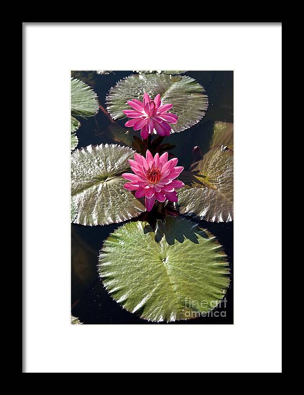 Water Llilies Framed Print featuring the photograph Pink Water Lily III by Heiko Koehrer-Wagner