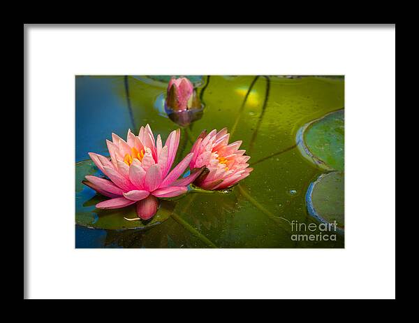America Framed Print featuring the photograph Pink Water Lily by Inge Johnsson