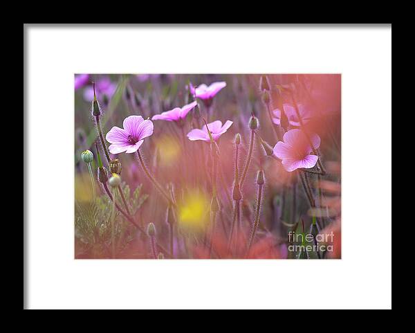 Geranium Framed Print featuring the photograph Pink wild Geranium by Heiko Koehrer-Wagner