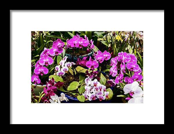 Pink Framed Print featuring the digital art Pinkish Purple Orchids by Photographic Art by Russel Ray Photos