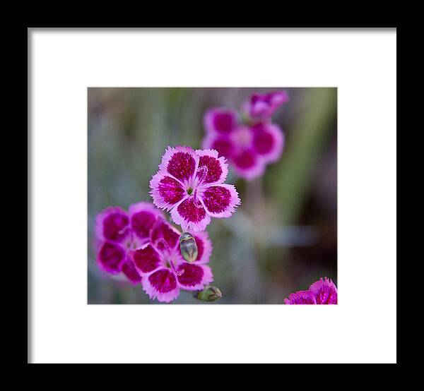 Botanical Framed Print featuring the photograph Pinks by Frank Tozier