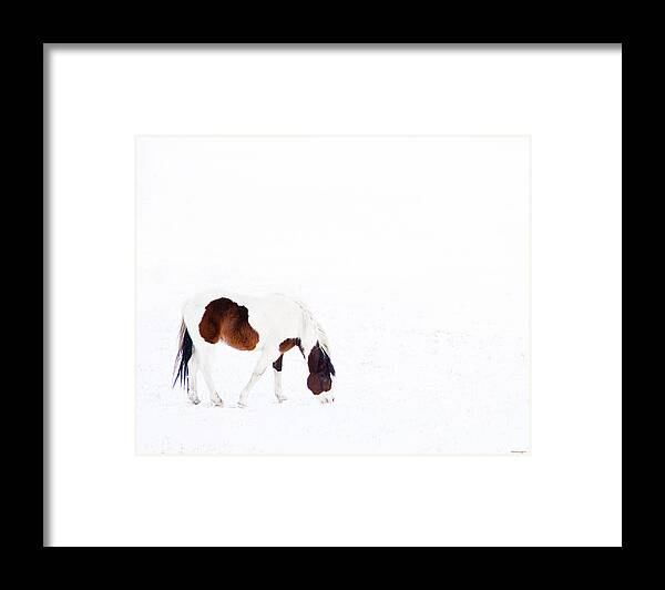 Small Horse Framed Print featuring the photograph Pinto Pony by Theresa Tahara
