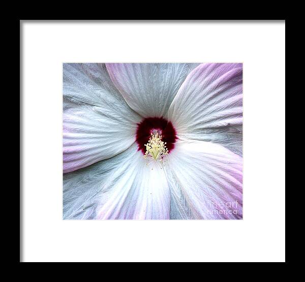 Flower Framed Print featuring the photograph Pinwheel by Margaret Hamilton