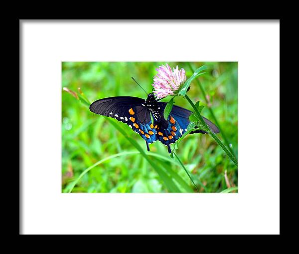 Carol R Montoya Framed Print featuring the photograph Pipevine Swallowtail Hanging On by Carol Montoya