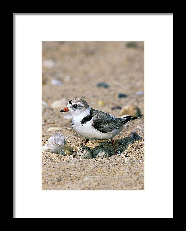 00220028 Framed Print featuring the photograph Piping Plover Sitting on Eggs by Tom Vezo