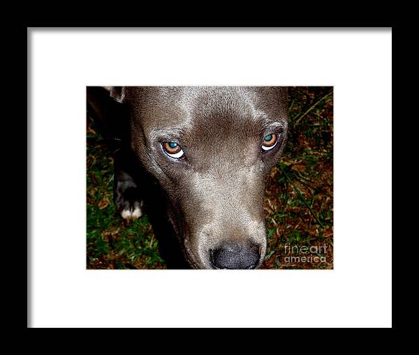 Brown Framed Print featuring the photograph Pit Bull - 1 by Mary Deal
