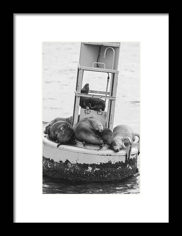 Seal Framed Print featuring the photograph Pit Stop Black and White by Scott Campbell