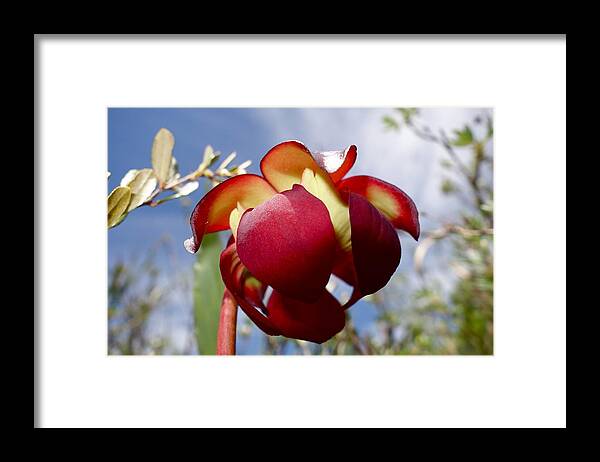 Pitcher Plant Blooms Framed Print featuring the photograph Pitcher plant blossom #2 by Sandra Updyke