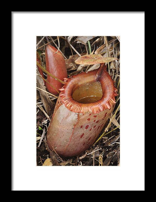 Feb0514 Framed Print featuring the photograph Pitcher Plant Pitcher Sibuyan Isl by Ch'ien Lee