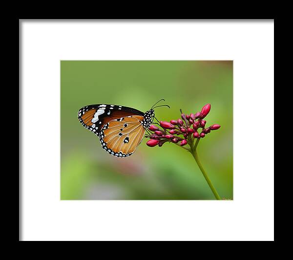 Bangkok Framed Print featuring the photograph Plain Tiger or African Monarch Butterfly DTHN0008 by Gerry Gantt