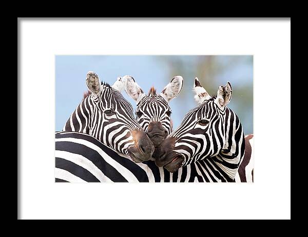 Africa Framed Print featuring the photograph Plains Zebra by Peter Chadwick/science Photo Library