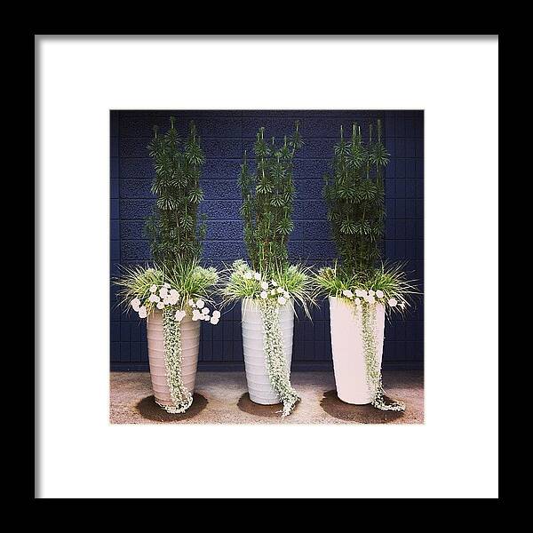 Blue Framed Print featuring the photograph Planters and Blue by Suzanne Goodwin