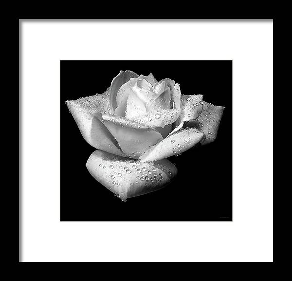 Rose Framed Print featuring the photograph Platinum Rose Flower by Jennie Marie Schell