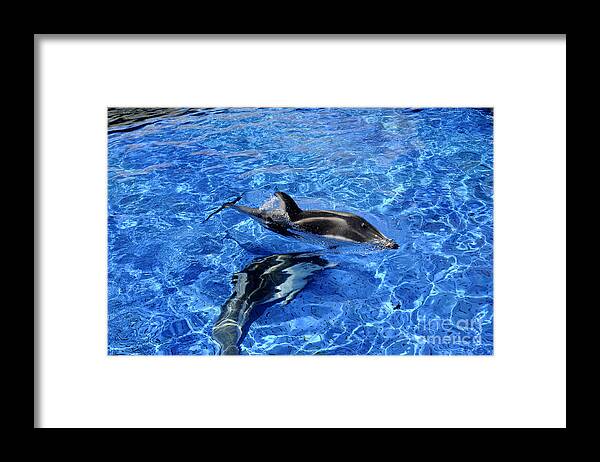 Vancouver Framed Print featuring the photograph Playful Dolphins by Brenda Kean