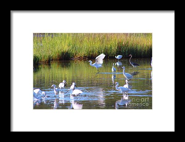 Egret Framed Print featuring the photograph Playful Egret by Andre Turner
