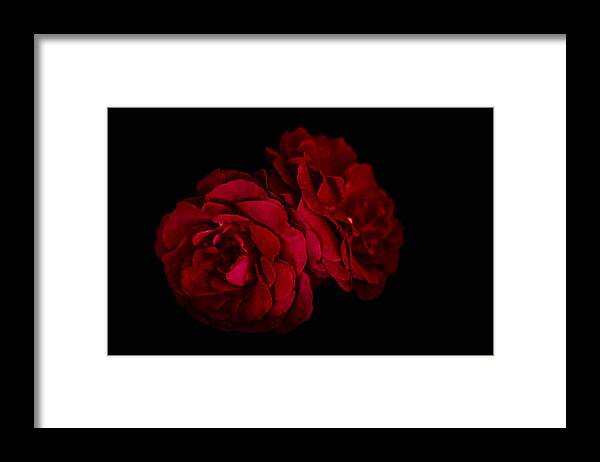 Roses Framed Print featuring the photograph Playing by Cathy Donohoue