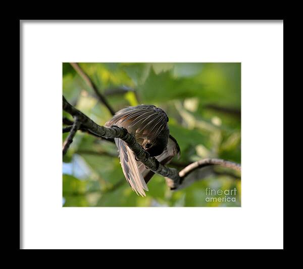 Bird Framed Print featuring the photograph Playing Peek A Boo by Charles Trinkle