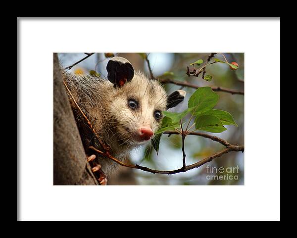 Animals Framed Print featuring the photograph Playing Possum by Nikolyn McDonald