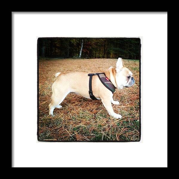 Cute Framed Print featuring the photograph Playing Up North. #frechbulldog by Scott Talarico