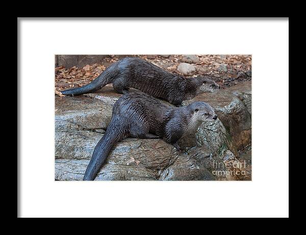 Otter Framed Print featuring the photograph Playmates by Bianca Nadeau