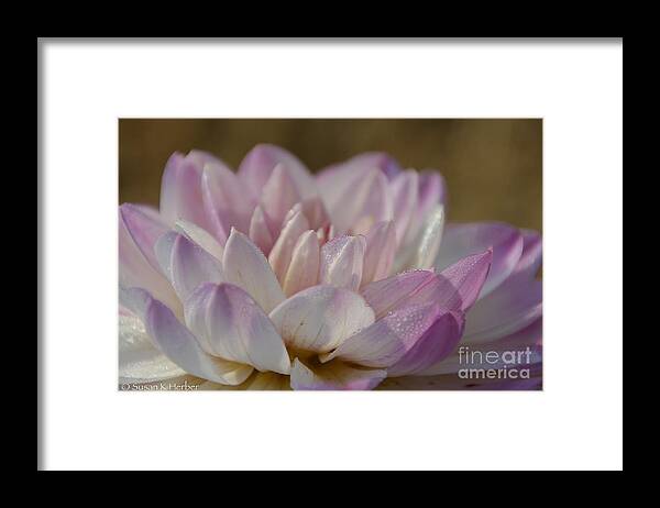Flower Framed Print featuring the photograph Pleasant Mornings by Susan Herber