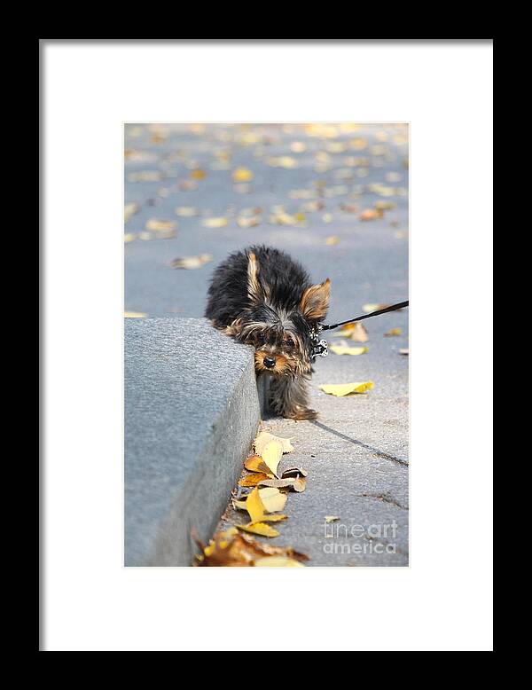 Dog Framed Print featuring the photograph Please Don't Make Me by Rory Siegel