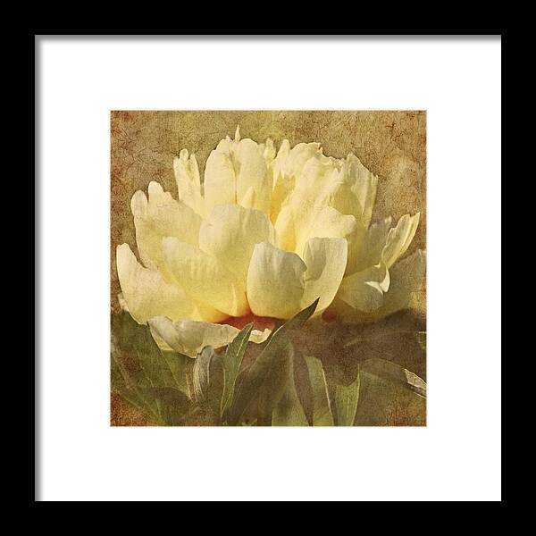 Peony Framed Print featuring the photograph Pleasing Peony by Leda Robertson