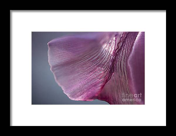 Tulip Framed Print featuring the photograph Pleated by Terry Rowe