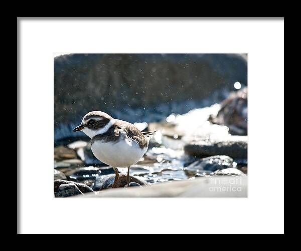  Framed Print featuring the photograph Plover in the water spray by Cheryl Baxter