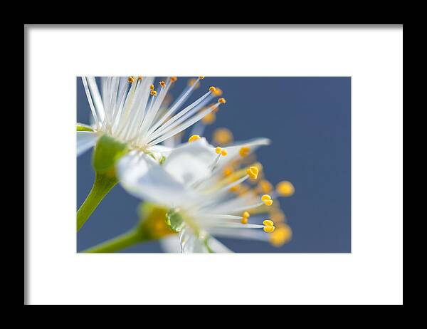 Nature Framed Print featuring the photograph Plum Blossoms by Jonathan Nguyen