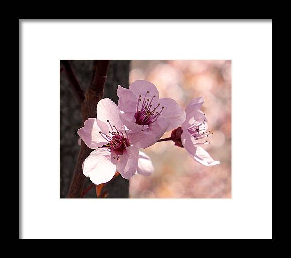 Plum Blossoms Framed Print featuring the photograph Plum Blossoms by Rona Black